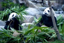 Chongqing Zoo