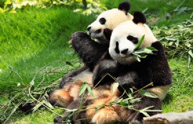 Panda Keeper and Chengdu Highlights 4 Days Tour