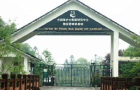 Yaan Bi Feng Xia Panda Protection Base
