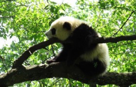 Panda Discovery in Bifengxia & Chengdu Highlights 4 Days Tour
