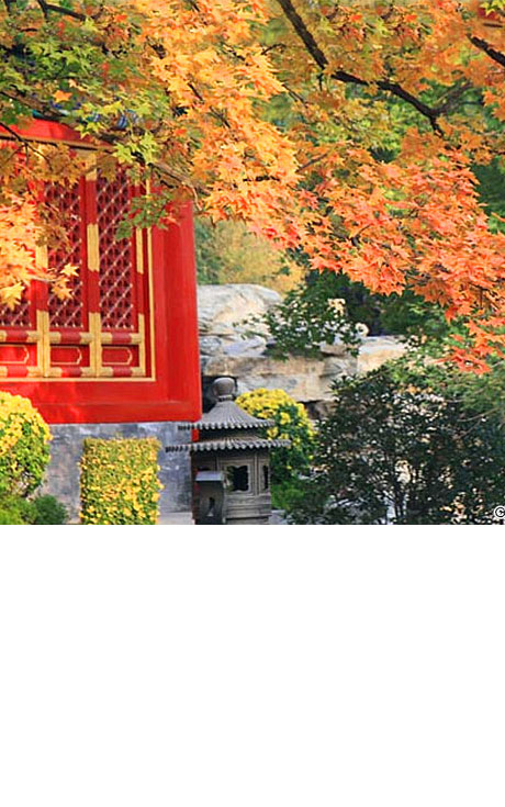 Enjoy golden Beijing autumn