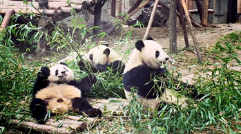 China Fascinating and Lovely Panda 12 Days Tour