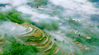 Longji Rice Terraces One Day Tour (Join-In tour)