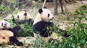 China Fascinating and
Lovely Panda 12 Days Tour