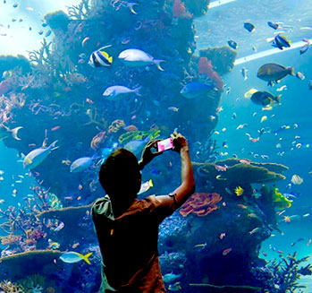 S.E.A Aquarium
Singapore