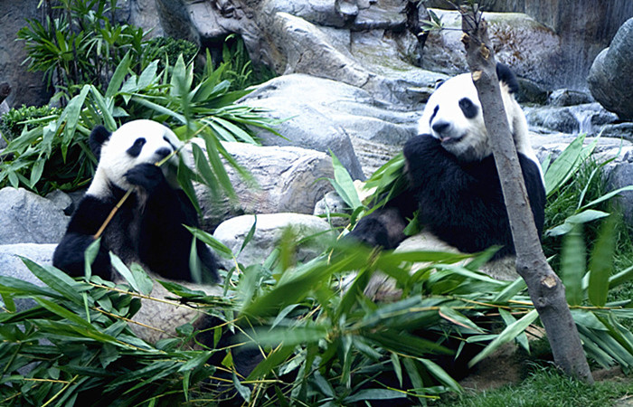 Chengdu-Resech-Base-of-Giant-Panda-Breeding-on-wood-2.jpg