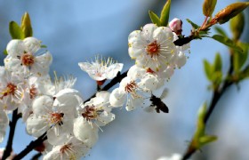 Apricot Blossom 2