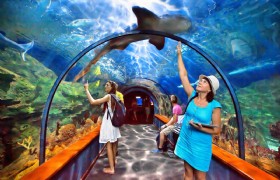 SEA Aquarium Singapore 5(1)