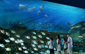 SEA Aquarium Admission with Hotel Pickup from Singapore