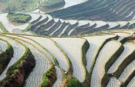Longji Rice Terraced Field