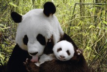 Panda Mom and Panda baby