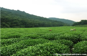 Meijiawu Tea Plantation