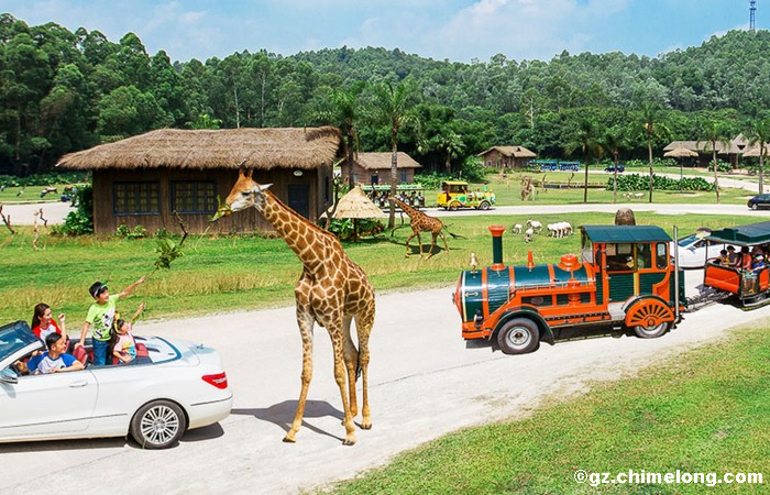 chimelong safari park in chinese